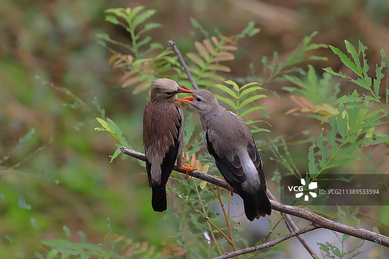 丝光椋鸟图片素材