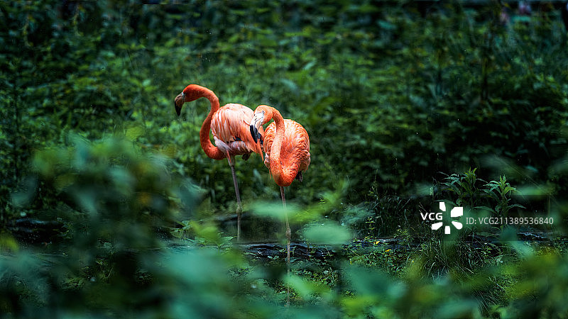 植物上的火烈鸟特写镜头图片素材