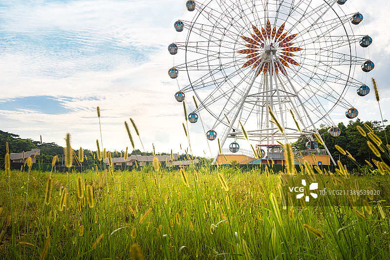广州白云湖公园狗尾巴草中的摩天轮图片素材