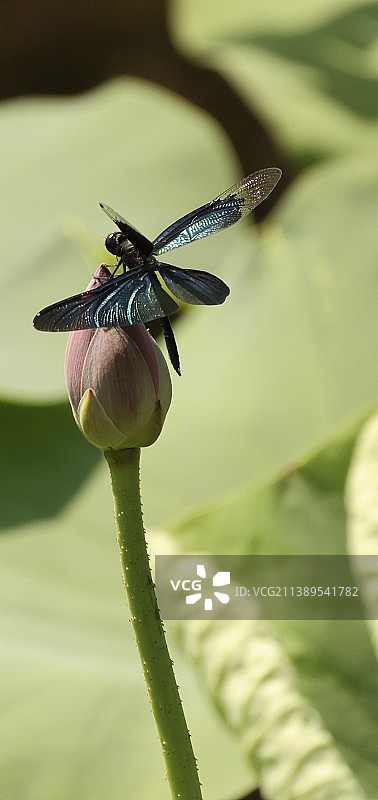 早有蜻蜓立上头图片素材