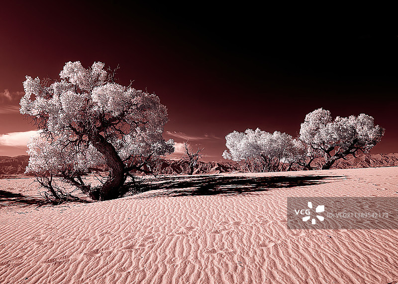 沙漠胡杨（红外线拍摄）图片素材