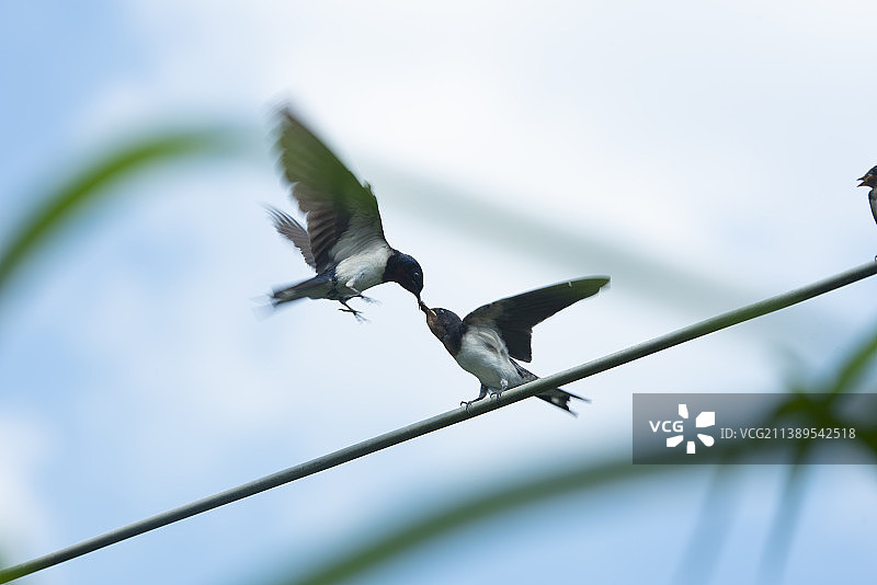 燕子喂食 3.35米图片素材