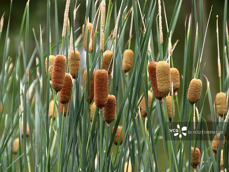 生长中的香蒲图片素材
