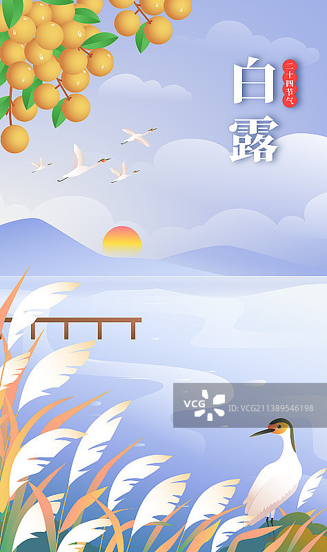 二十节气之秋季白露湖边芦苇荡图片素材