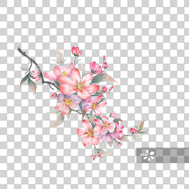 苹果花图片素材