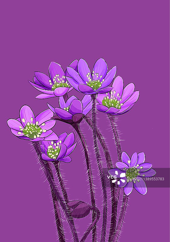 紫色背景下的花朵特写镜头壁纸图案图片素材