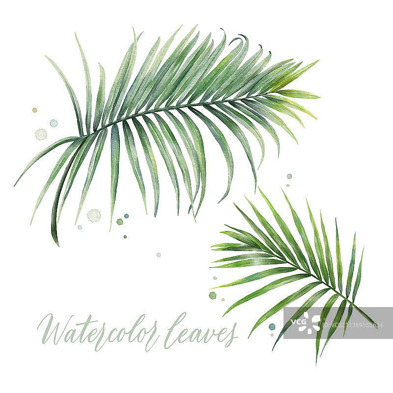 水彩热带椰子树叶绘画图片素材