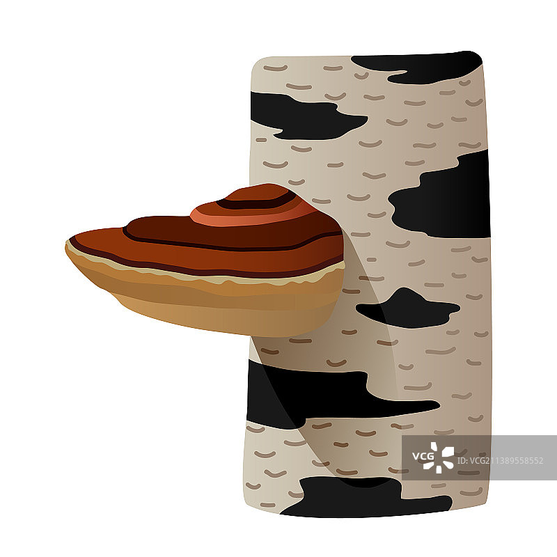 桦树桩上的白桦茸图片素材