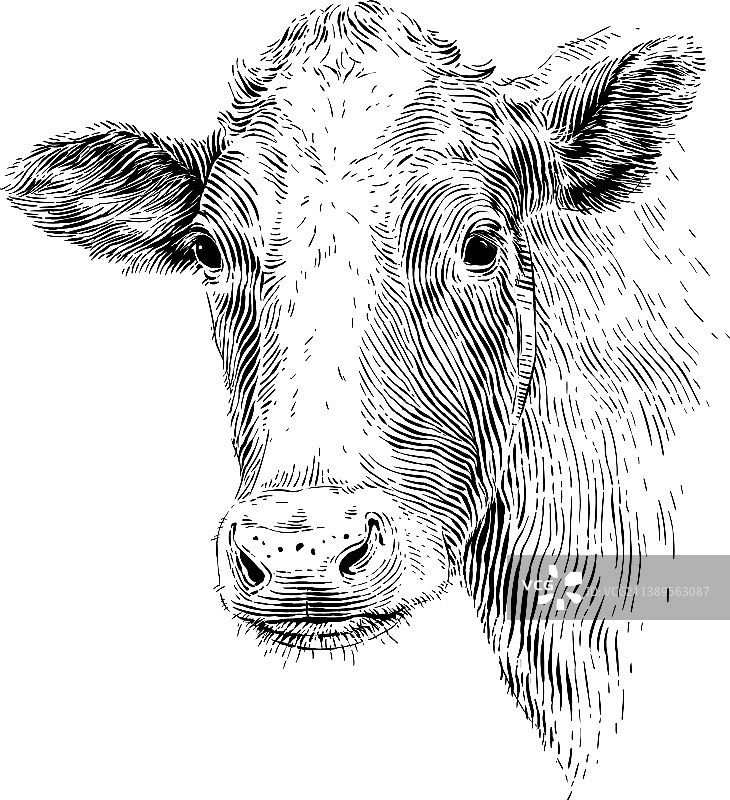 奶牛头部手绘素描版画图片素材