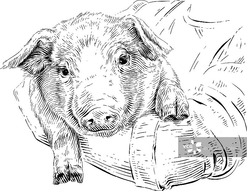 手绘小猪头部素描雕刻图片素材