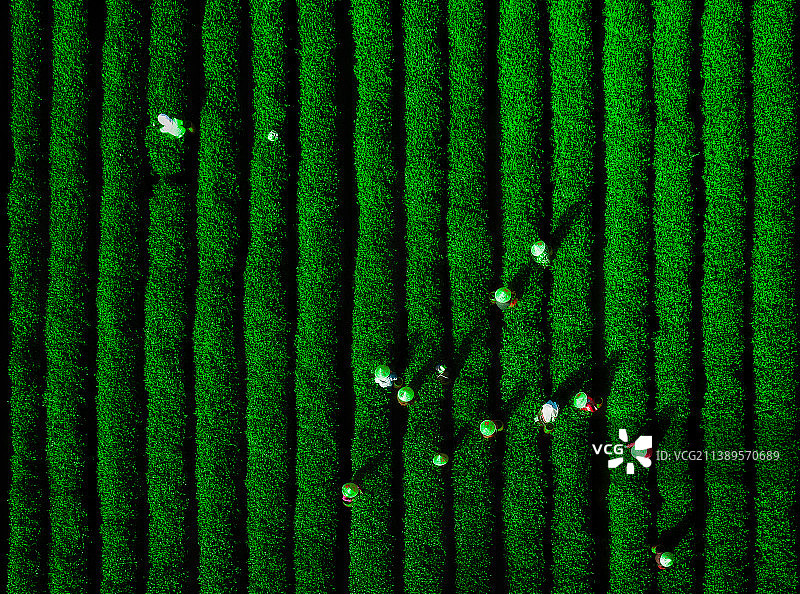 龙井茶韵图片素材
