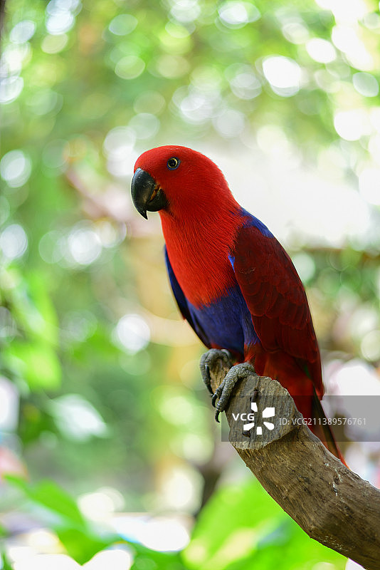 广州长隆飞鸟乐园图片素材