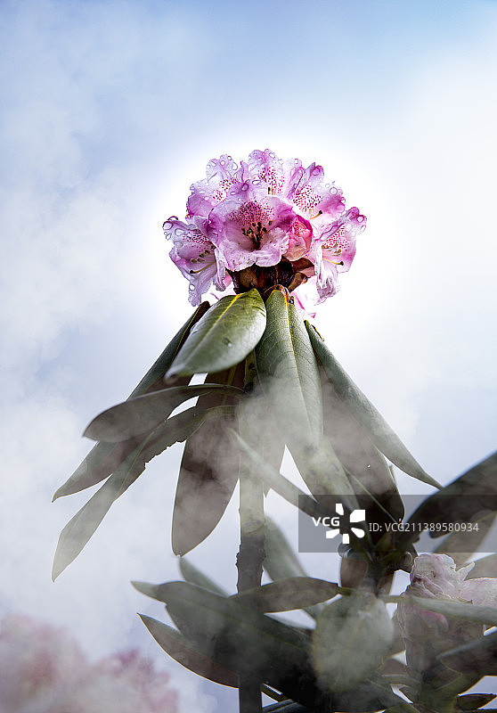 杜鹃花图片素材