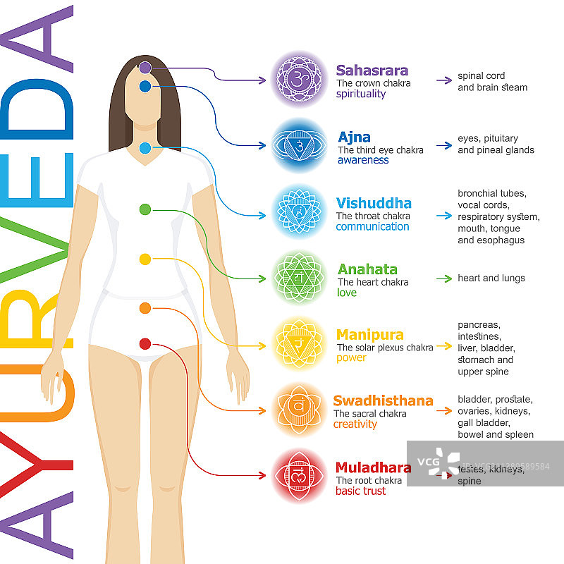 脉轮系统及其腺体和器官图片素材