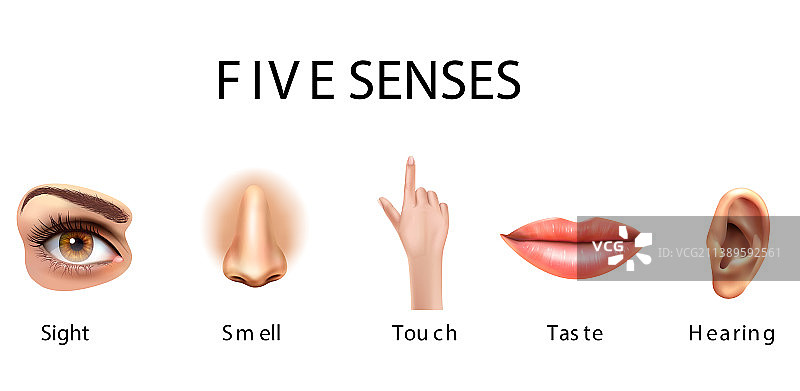 人类的五种感官图片素材