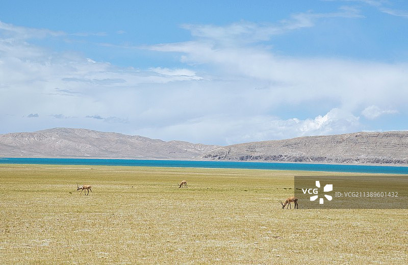 西藏那曲色林措湖边的野生藏羚羊图片素材