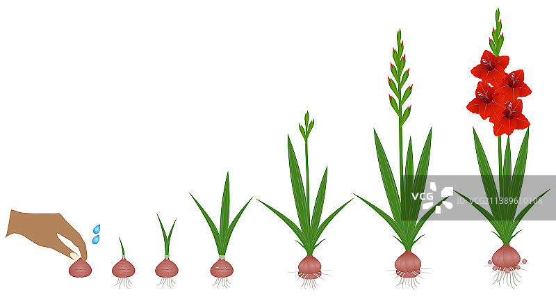 剑兰植物的生长周期图片素材