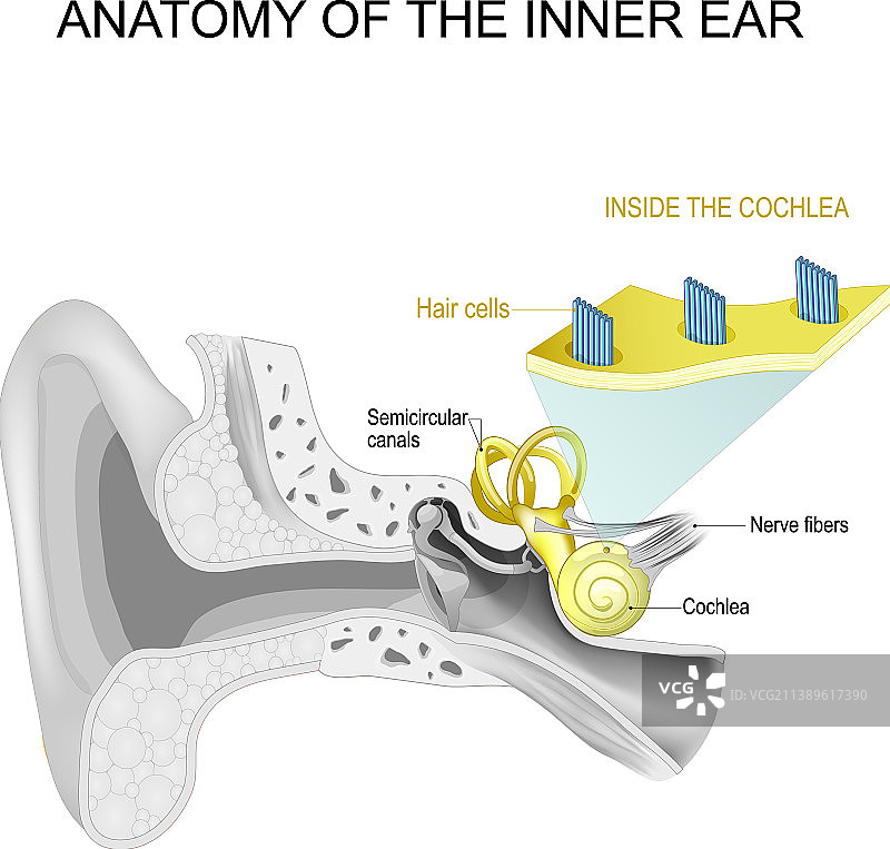 内耳毛细胞解剖特写图片素材