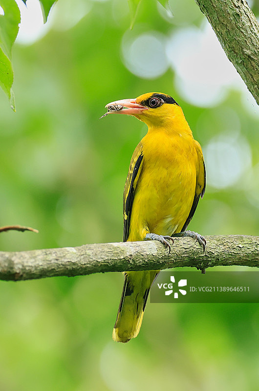 黄鹂鸟图片素材