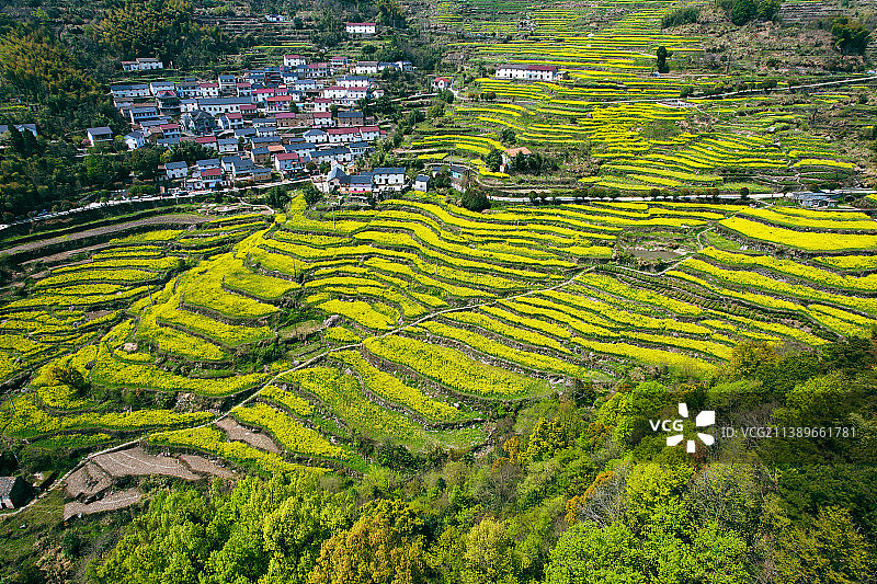 胥岭花海图片素材
