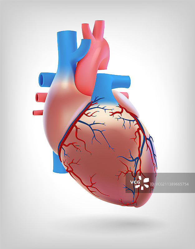 人类心脏动脉示意图图片素材