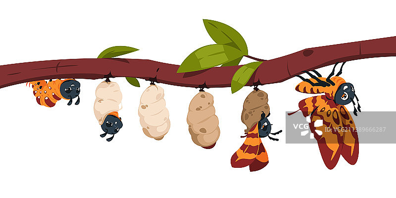 蝴蝶的变态发育过程图片素材