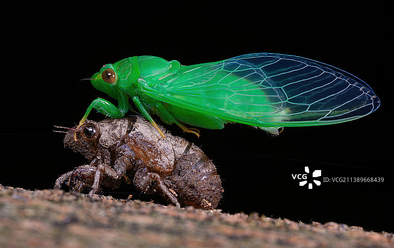 羽化中的蝉图片素材