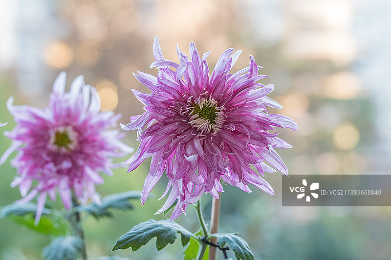 逆光中盛开的菊花图片素材
