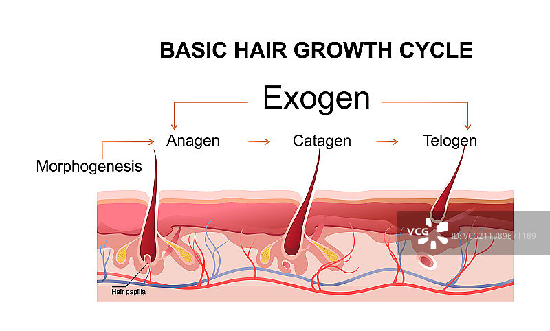 人类头发生长阶段教育海报图片素材