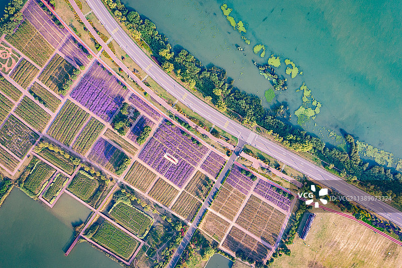 苏州高新区太湖边西京湾景区马鞭草花海图片素材