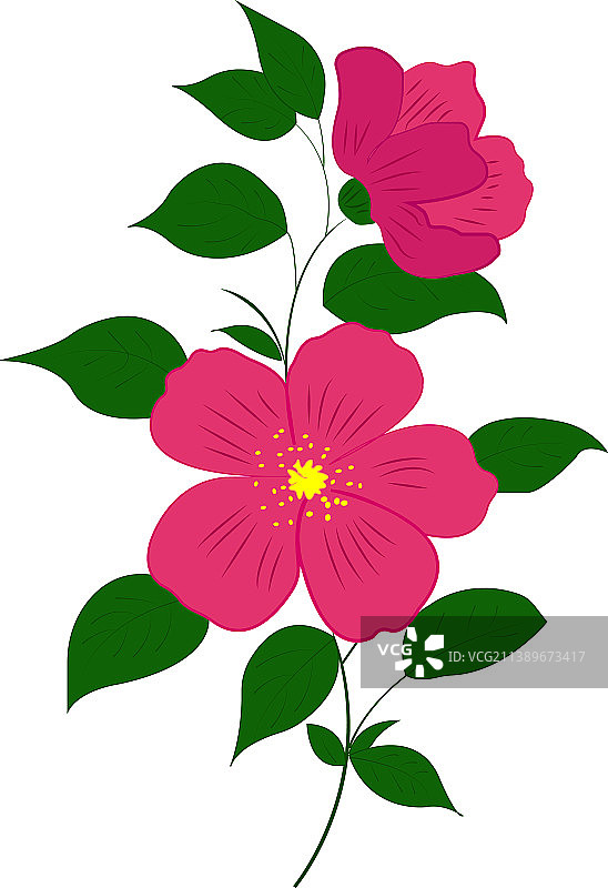 白色背景上的扶桑花图片素材