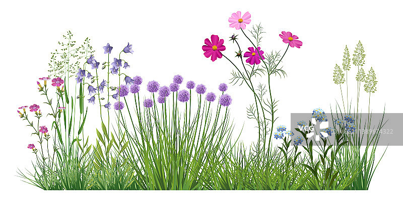 田野草和花图片素材