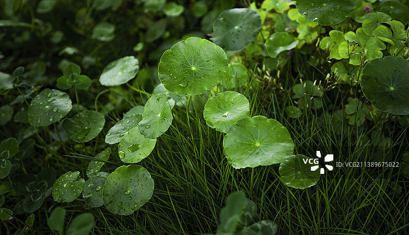 成都雨季白鹭湾湿地公园湿植物浮萍叶片特写图片素材