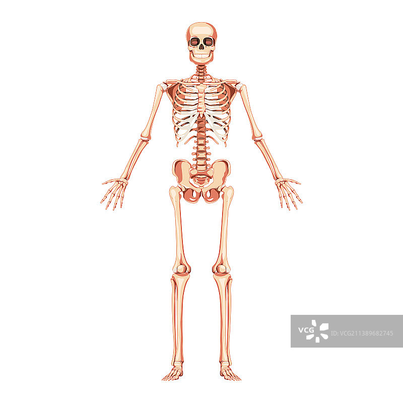 人体骷髅正面张开双臂图图片素材