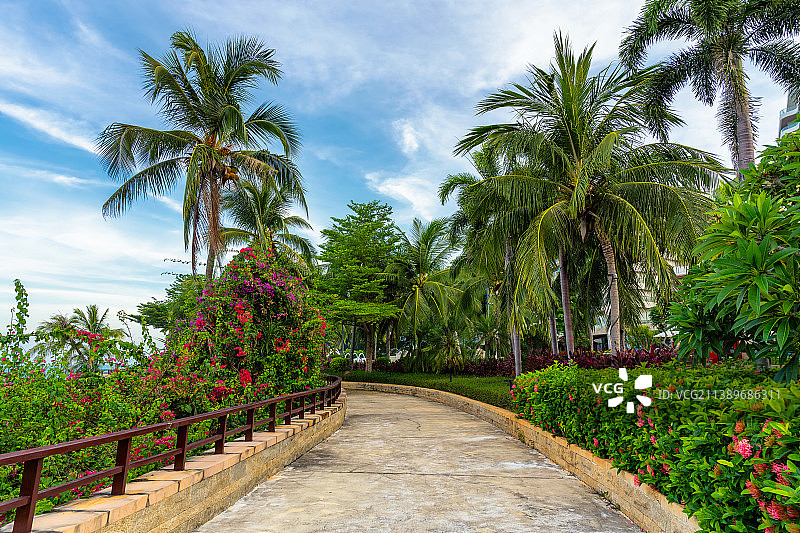 热带植物和花围绕在两边的弯曲的道路图片素材
