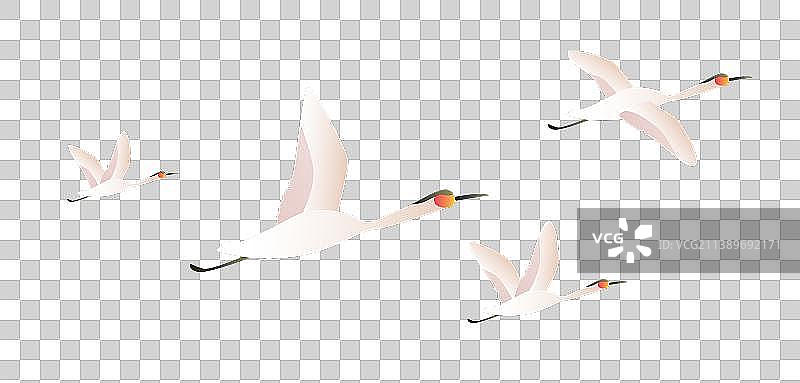飞行中的一群白鹭图片素材
