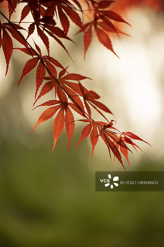 枫叶特写镜头图片素材