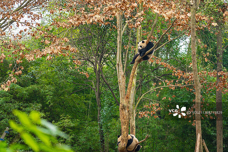 中国四川成都熊猫图片素材