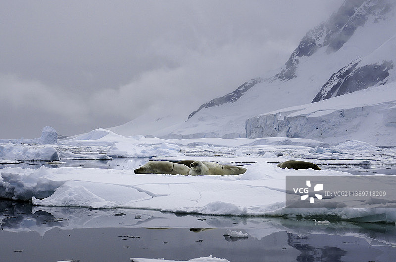 南极食蟹海豹图片素材