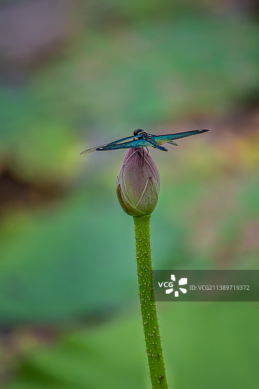 早有蜻蜓立上头图片素材