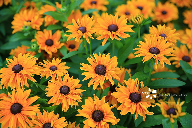 盛开的向日葵图片素材