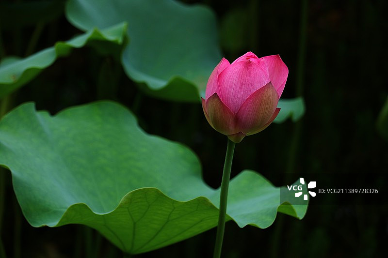 二叶一花苞图片素材
