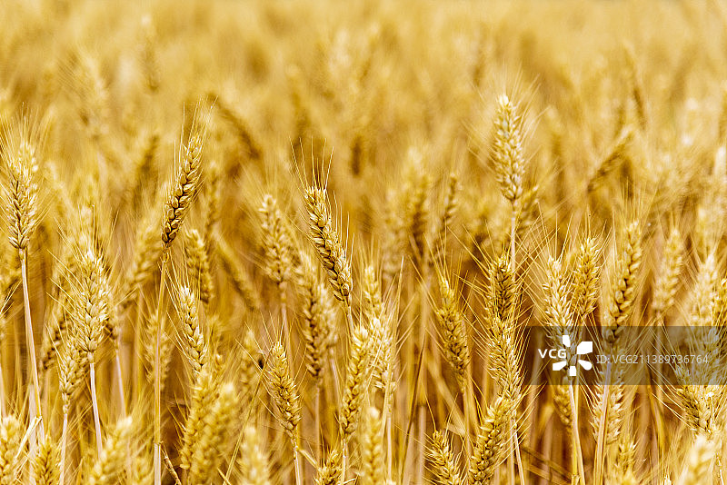 麦子熟了图片素材