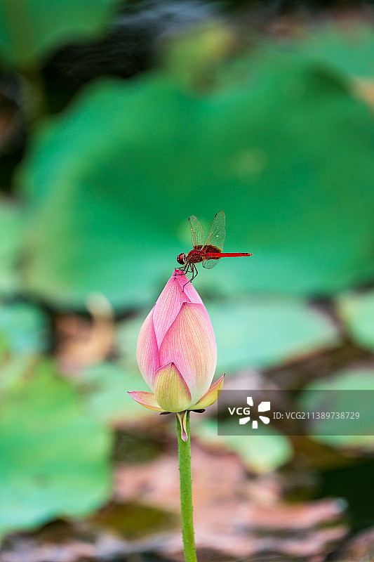 蜻蜓荷花图片素材