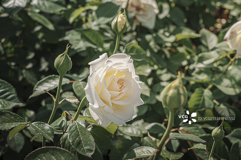 植物上的白色月季特写镜头；白色开花植物特写；户外盛开的白花特写；图片素材