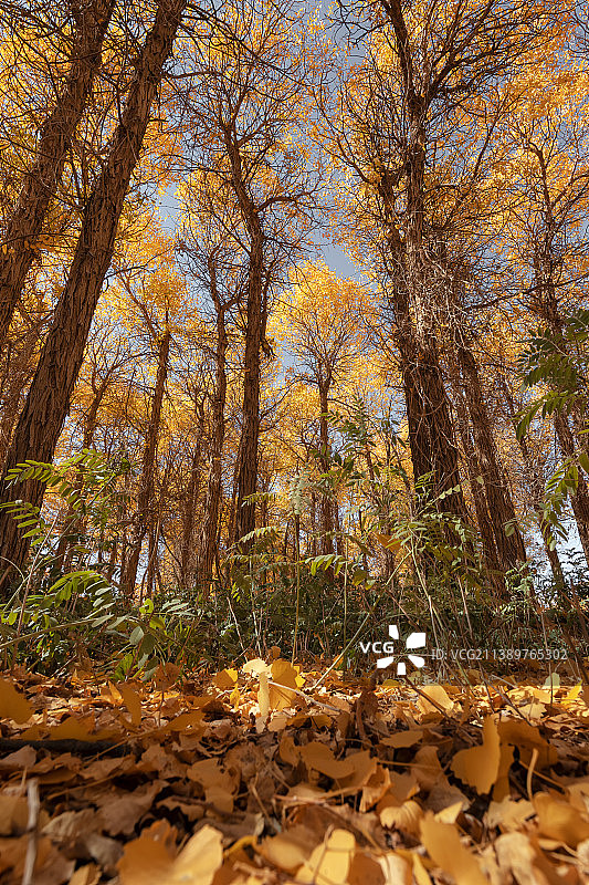 秋天的胡杨林，森林的秋天，额济纳胡杨林，金黄的秋天，对比色图片素材