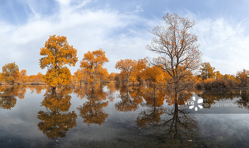 胡杨林的秋天，金塔胡杨林，水中胡杨，胡杨林的倒影，森林中的湖泊图片素材