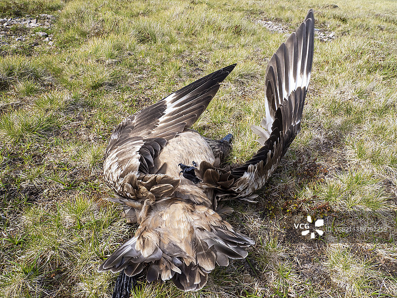 鸟类禽流感疫情在设得兰群岛的海鸟群落中蔓延，这是一种高传染性的致命疾病，影响了数千只鸟类。图中一只贼鸥死于该疾病，苏格兰拥有世界60%的贼鸥图片素材