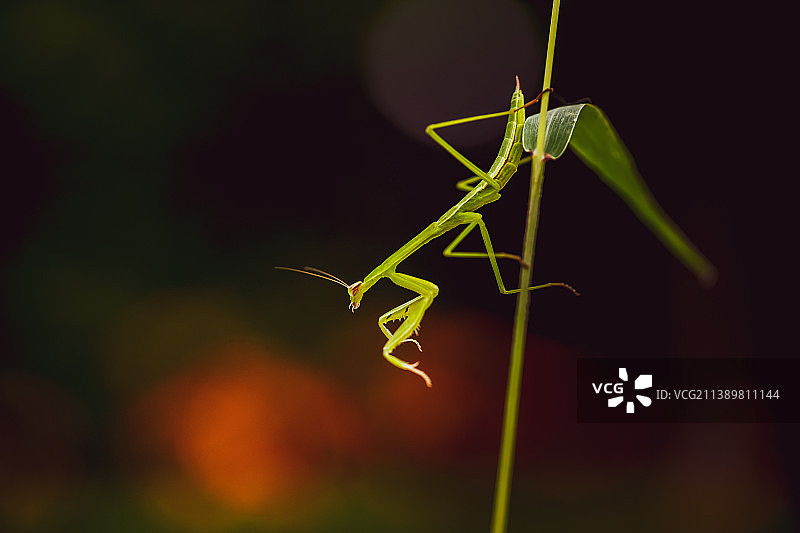 活跃的小螳螂图片素材