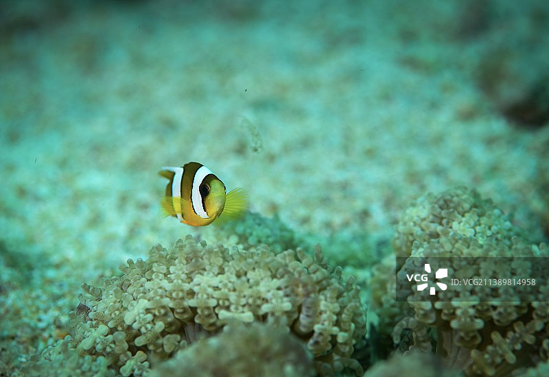 孤独的小丑鱼图片素材